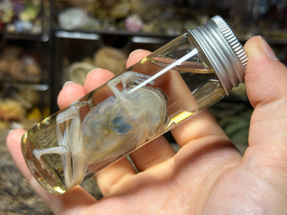 miscellaneous frog wet specimens