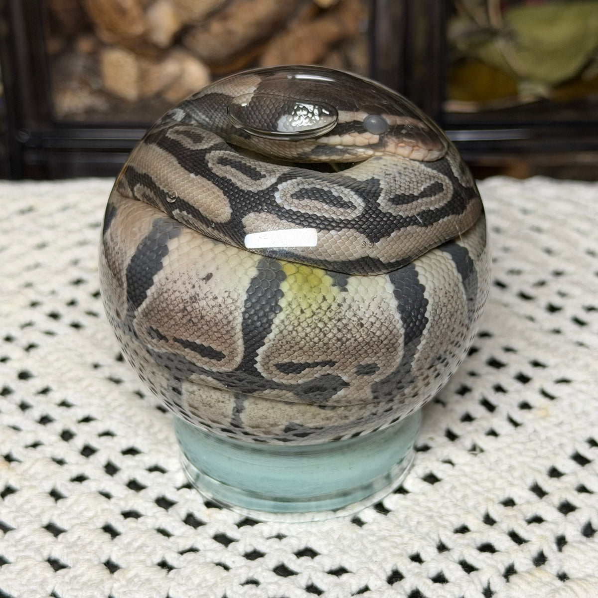 hatchling ball python globe wet specimen