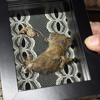 mouse & moths frame