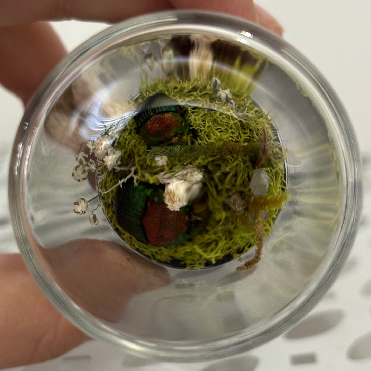 Dung Beetle Pair Display in Jar