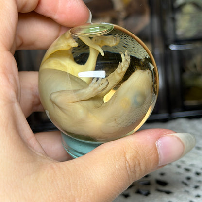 bald opossum joey mini globe wet specimen