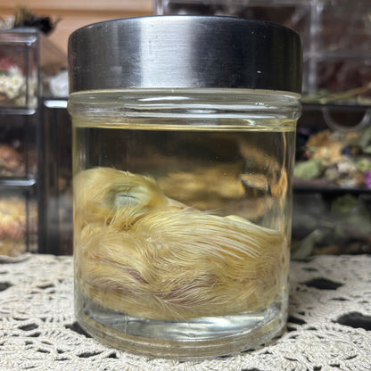 white peachick hatchling wet specimen