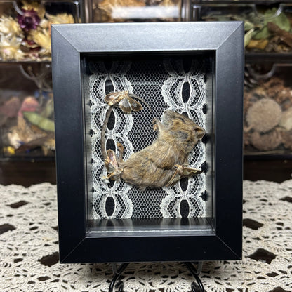 mouse & moths frame