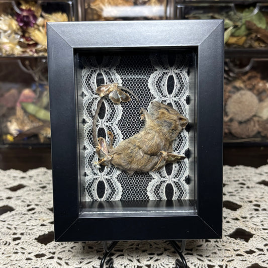 mouse & moths frame