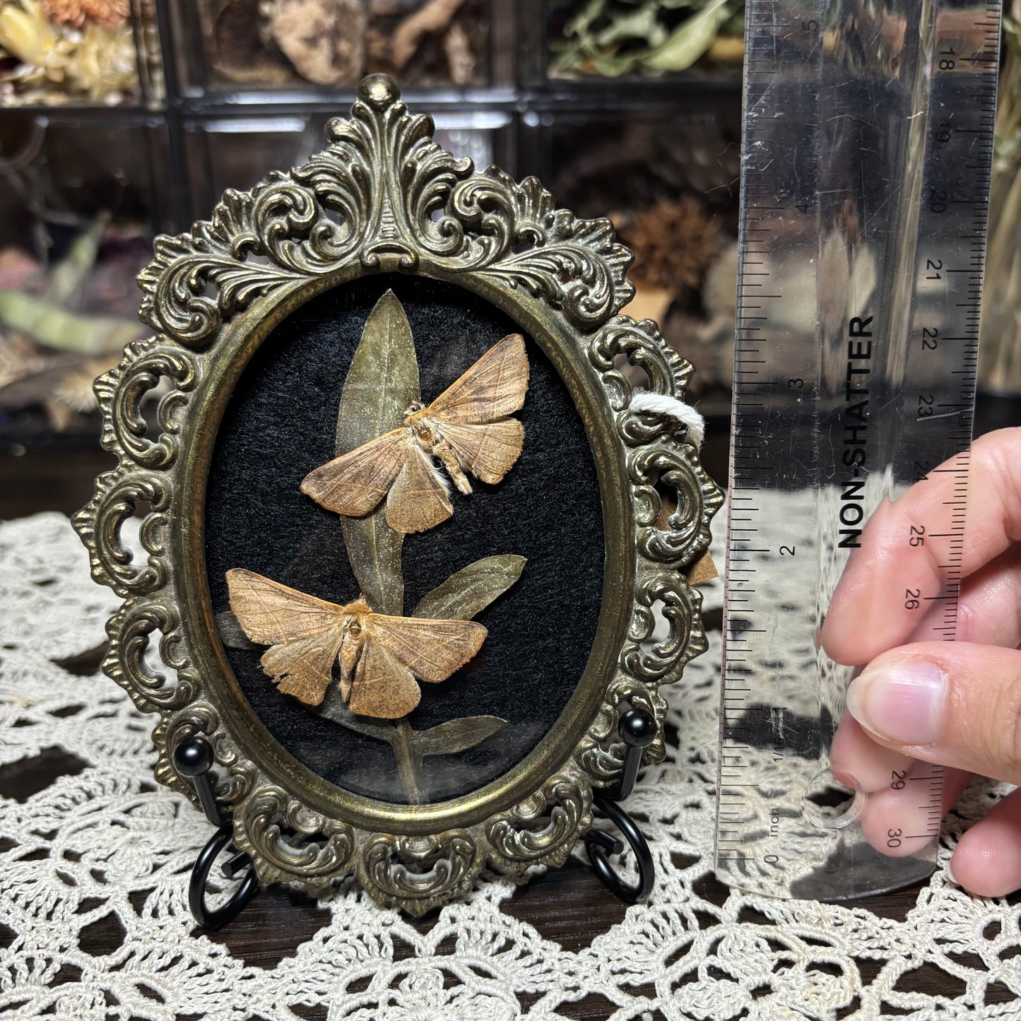 pair of little tan moths vintage frame