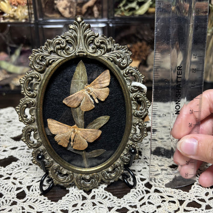 pair of little tan moths vintage frame