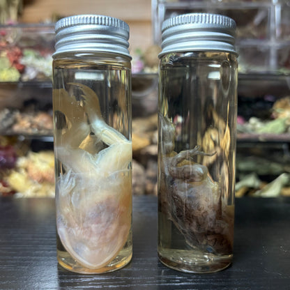 pacman frog wet specimen