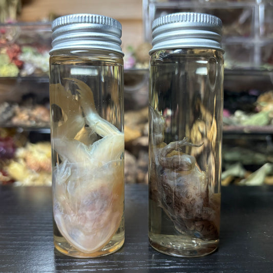 pacman frog wet specimen