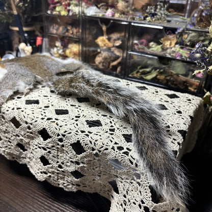 dry tanned gray squirrel pelt