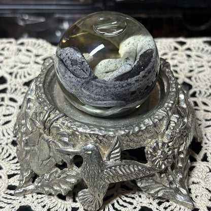 baby chameleon globe wet specimen