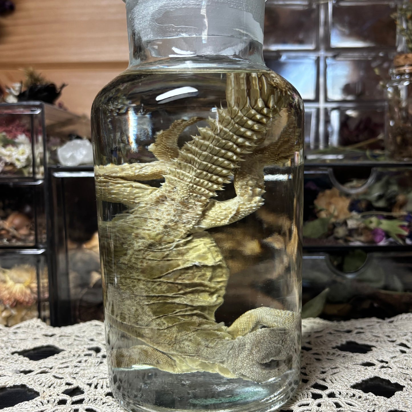 yellow uromastyx wet specimen