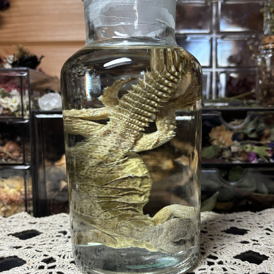 yellow uromastyx wet specimen