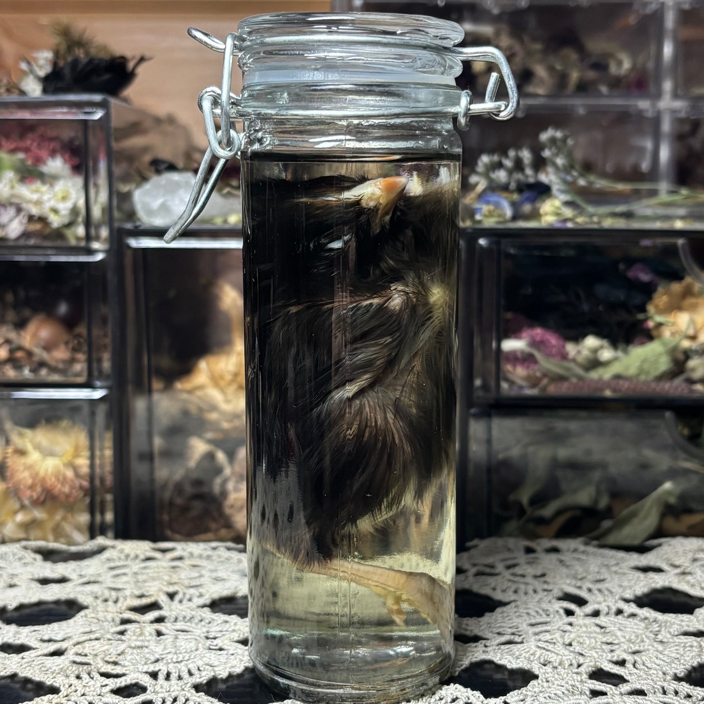domestic chick wet specimen