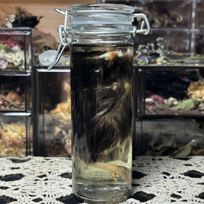 domestic chick wet specimen