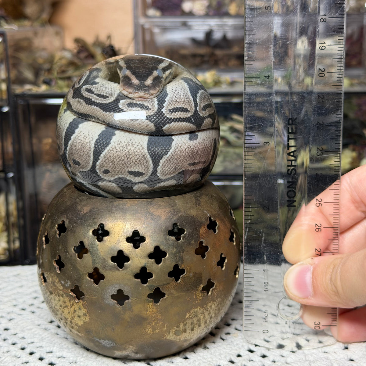 hatchling ball python globe wet specimen