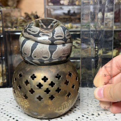 hatchling ball python globe wet specimen