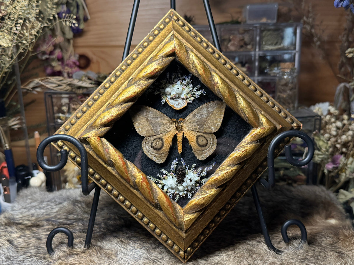silk moth vintage frame