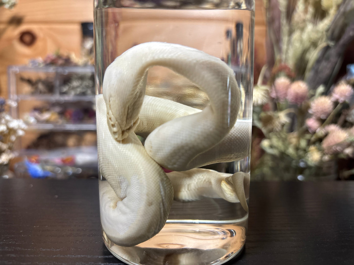 stillborn deformed ball python wet specimens