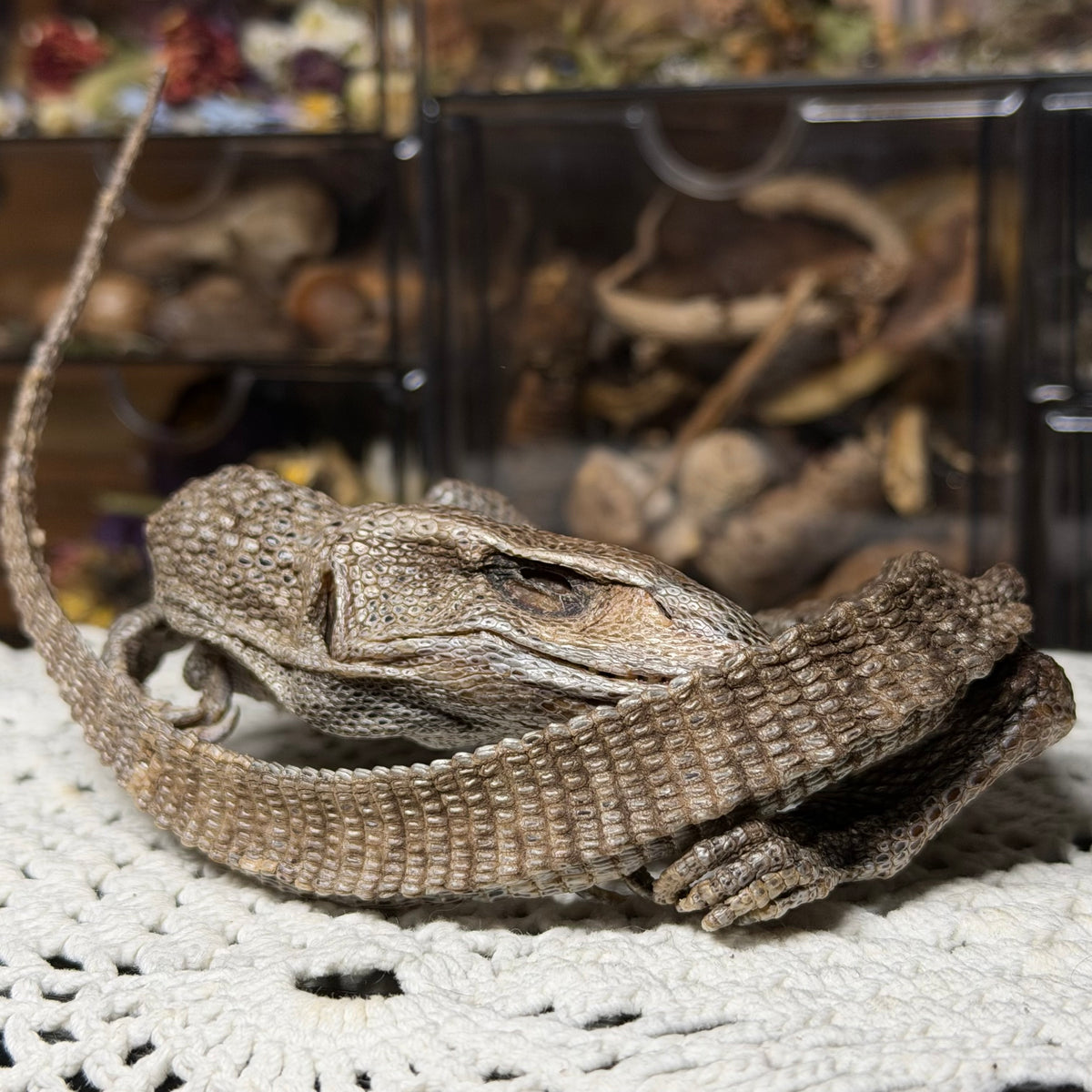 mummified adolescent savannah monitor lizard