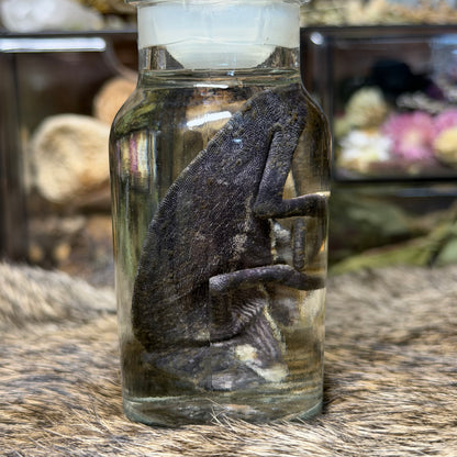 chameleon in vintage jar wet specimens