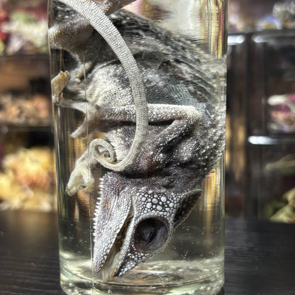 panther chameleon wet specimen