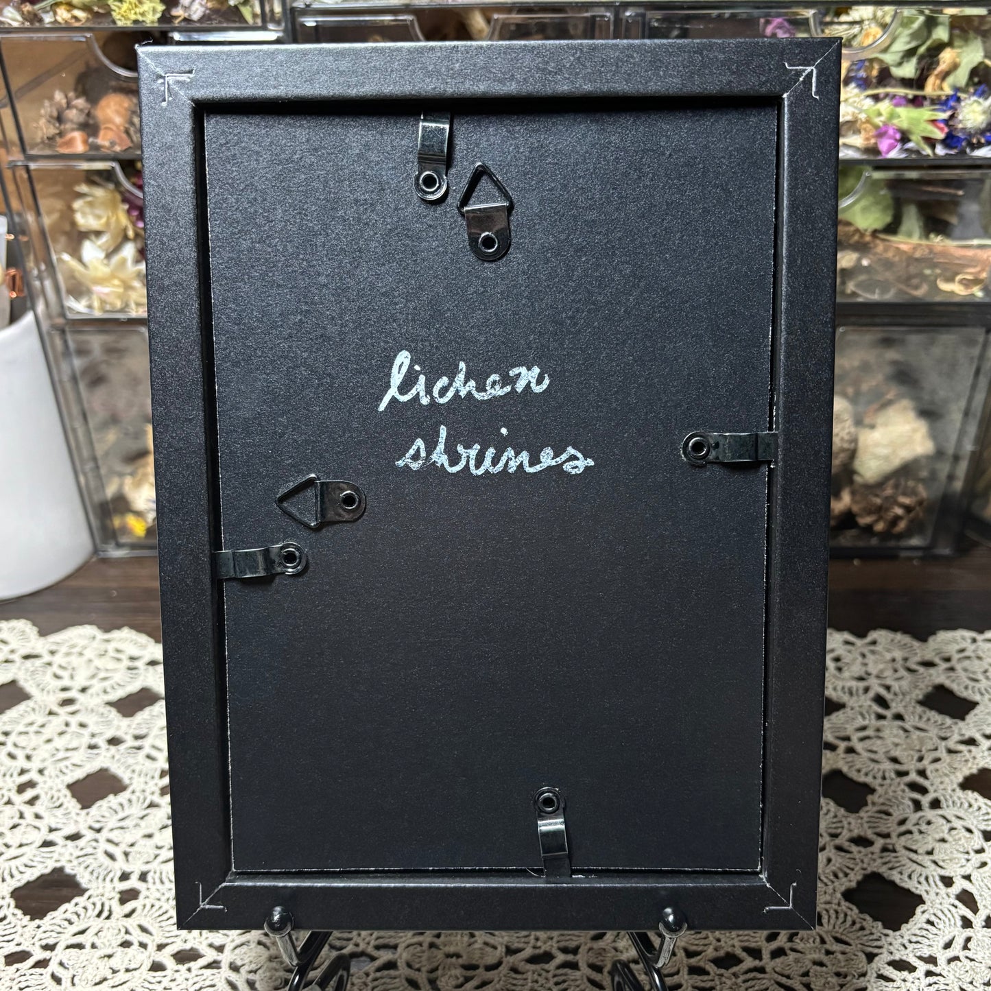 dragonfly & preserved web frame