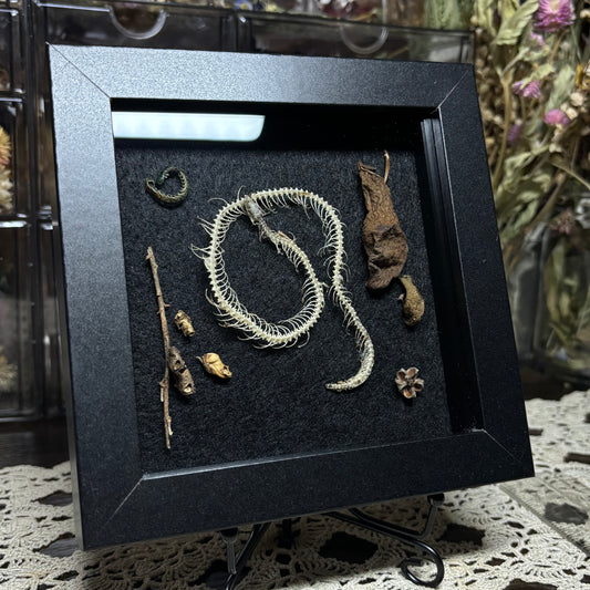 small snake skeleton & natural findings frame