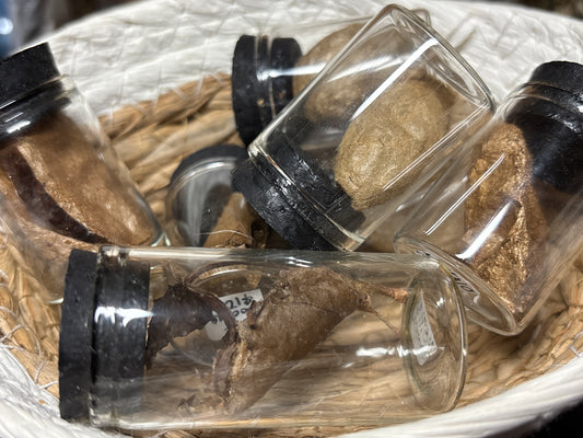 jarred moth cocoons
