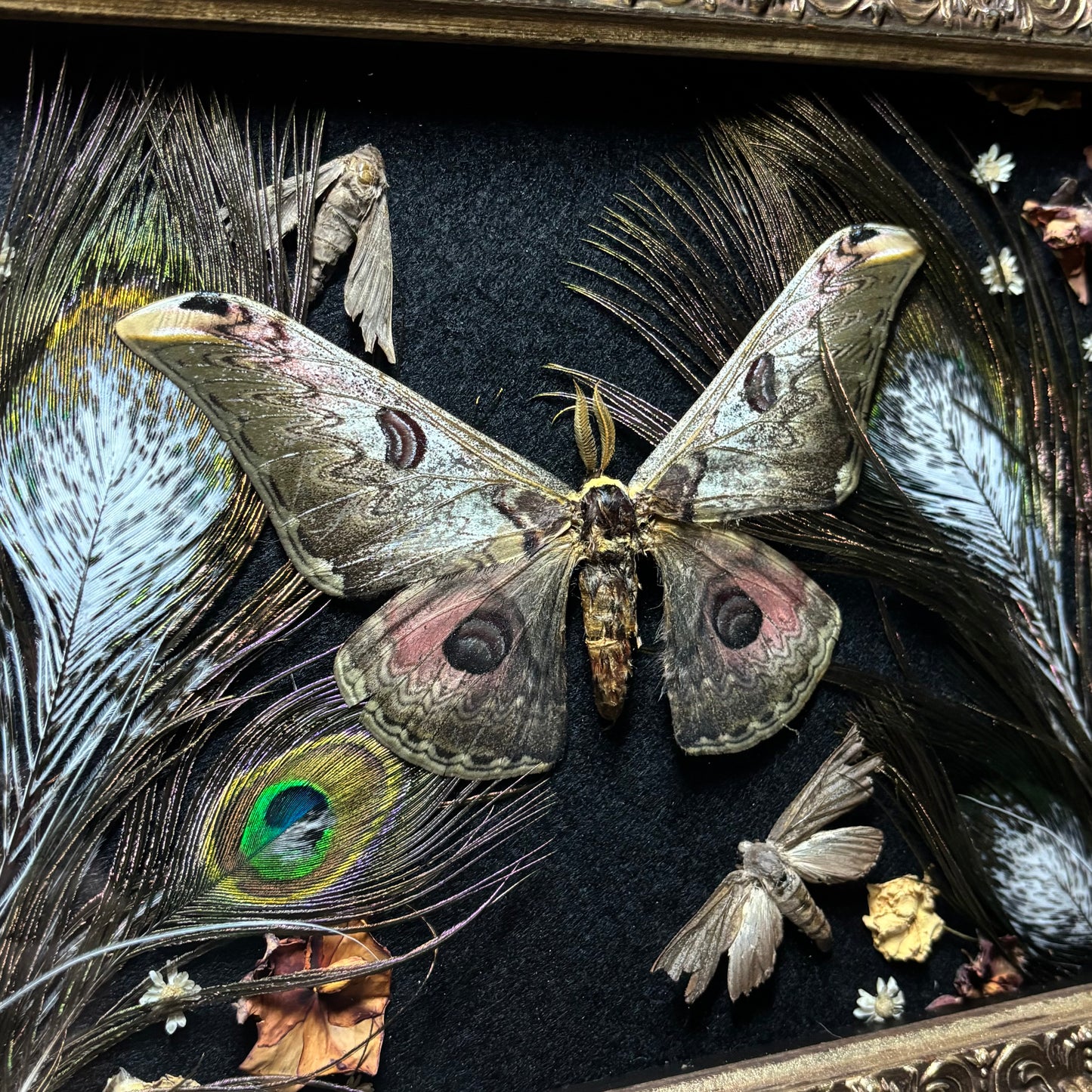 saturnia silk moth & pied peacock feathers vintage frame