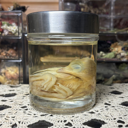 white peachick hatchling wet specimen