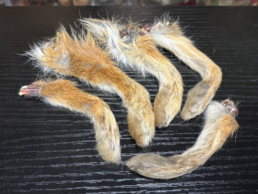 cottontail rabbit feet