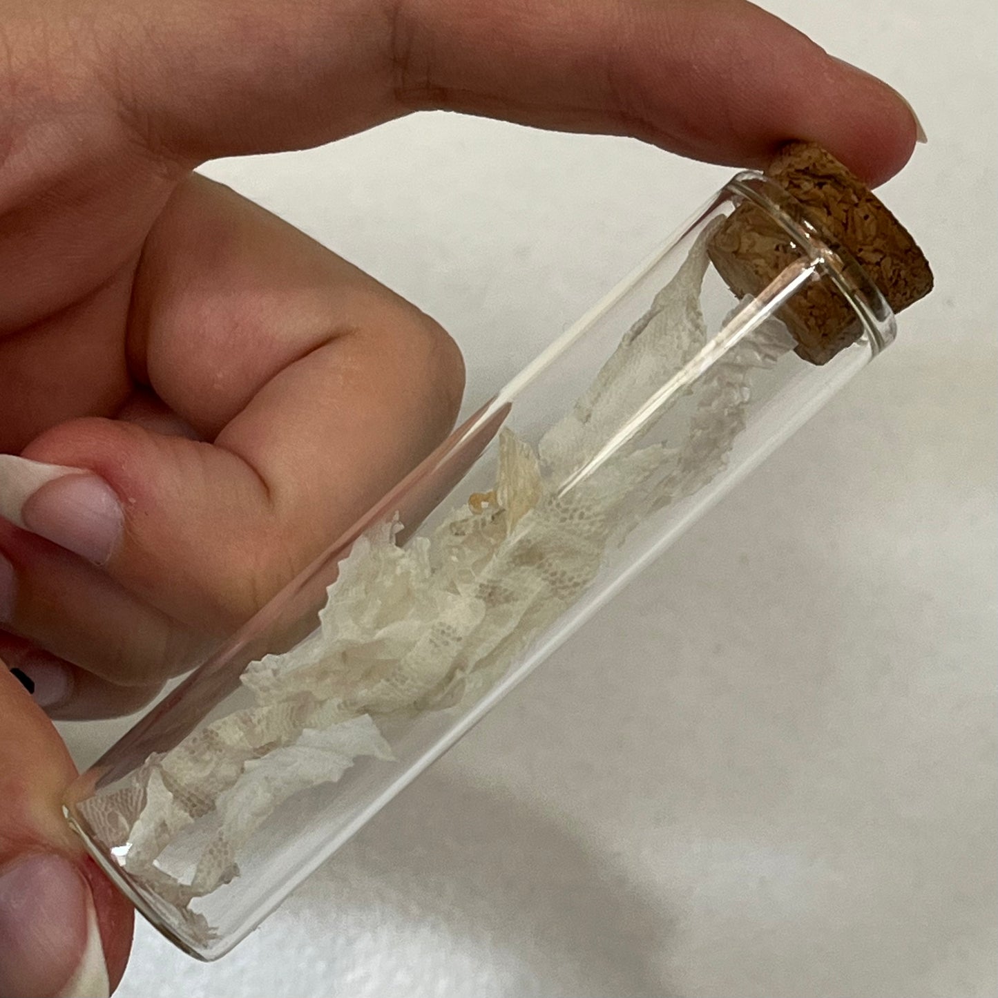 Jar of Gecko Shed